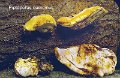 Buglossoporus quercinus-amf2119-1